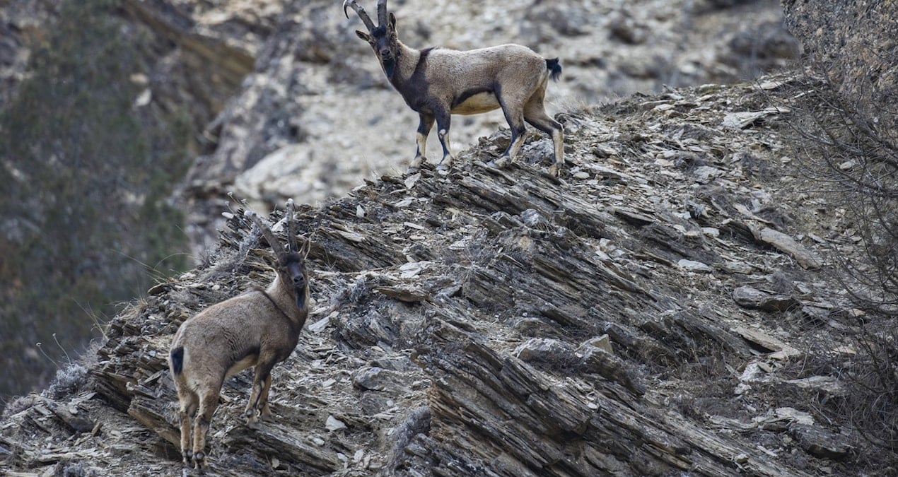 Koruma altındaki yaban keçileri doğada görüntülendi