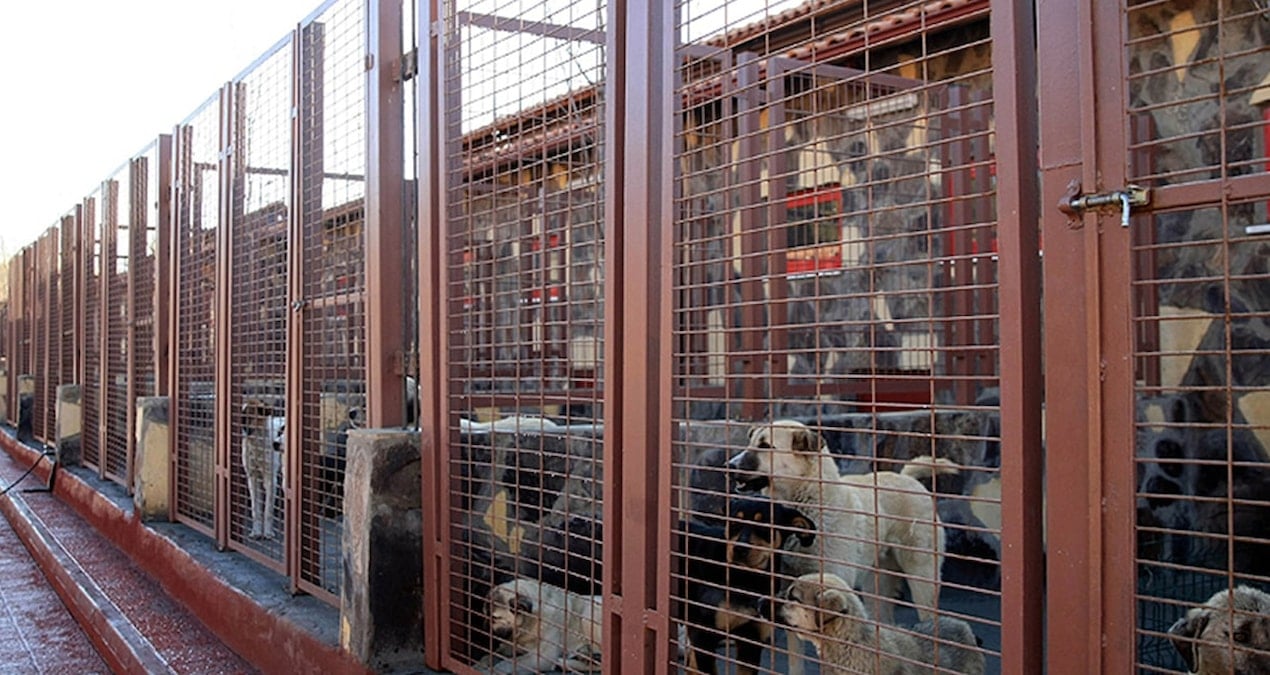 Barınak çalışanlarının mesajları ortaya çıktı: Sokak köpekleri için ‘şeytan’ benzetmesi
