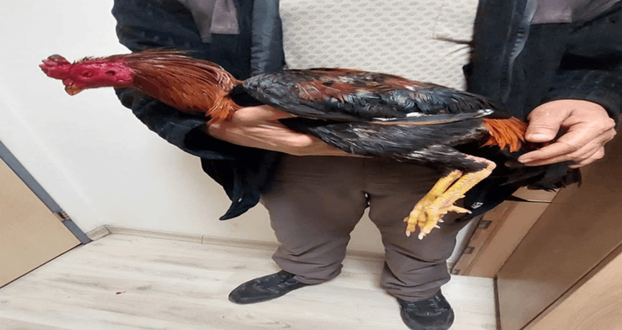 Horoz dövüştüren 4 kişiye büyük ceza